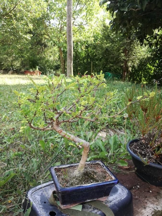 Zanthoxylum fagara 18