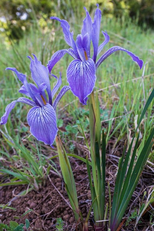Großgetigerte Iris 10