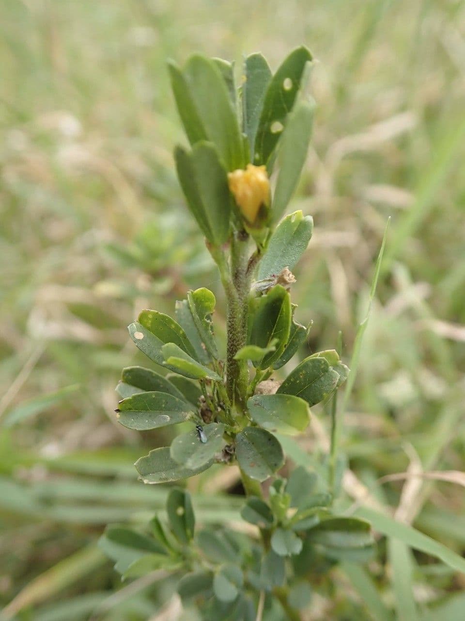 Sida 21