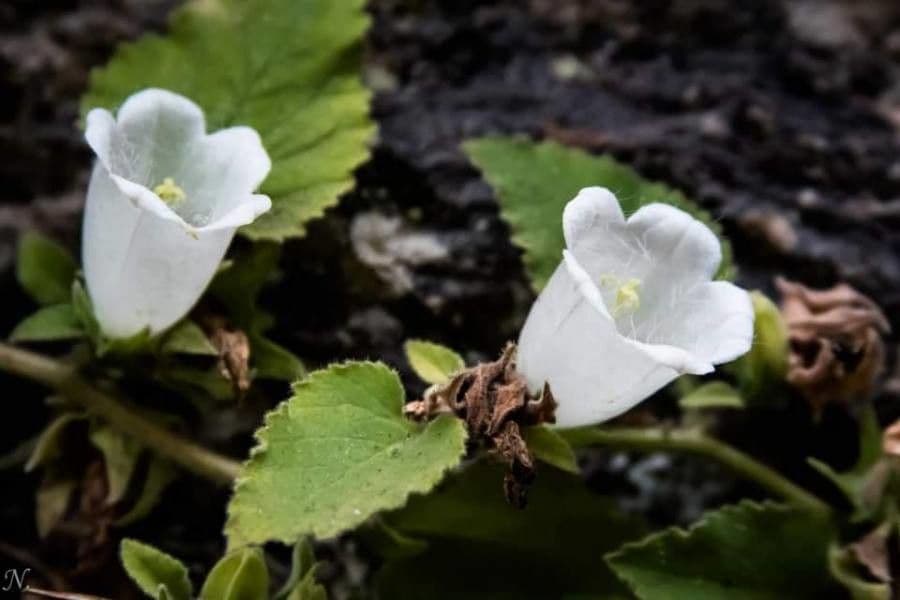 Campanula lanata 2
