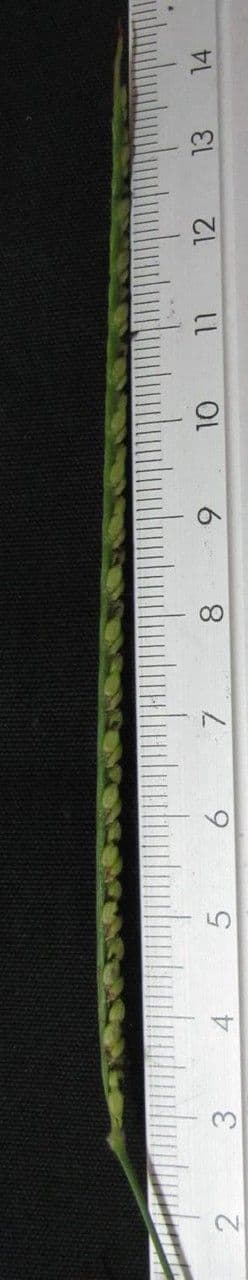 Kronengras 4