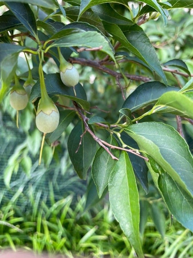 Styrax japonicus 5