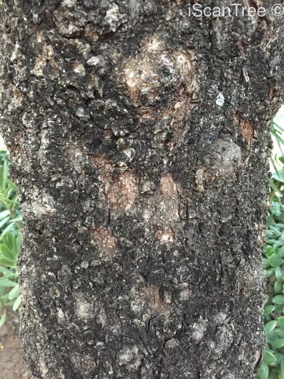 Tamboti 10
