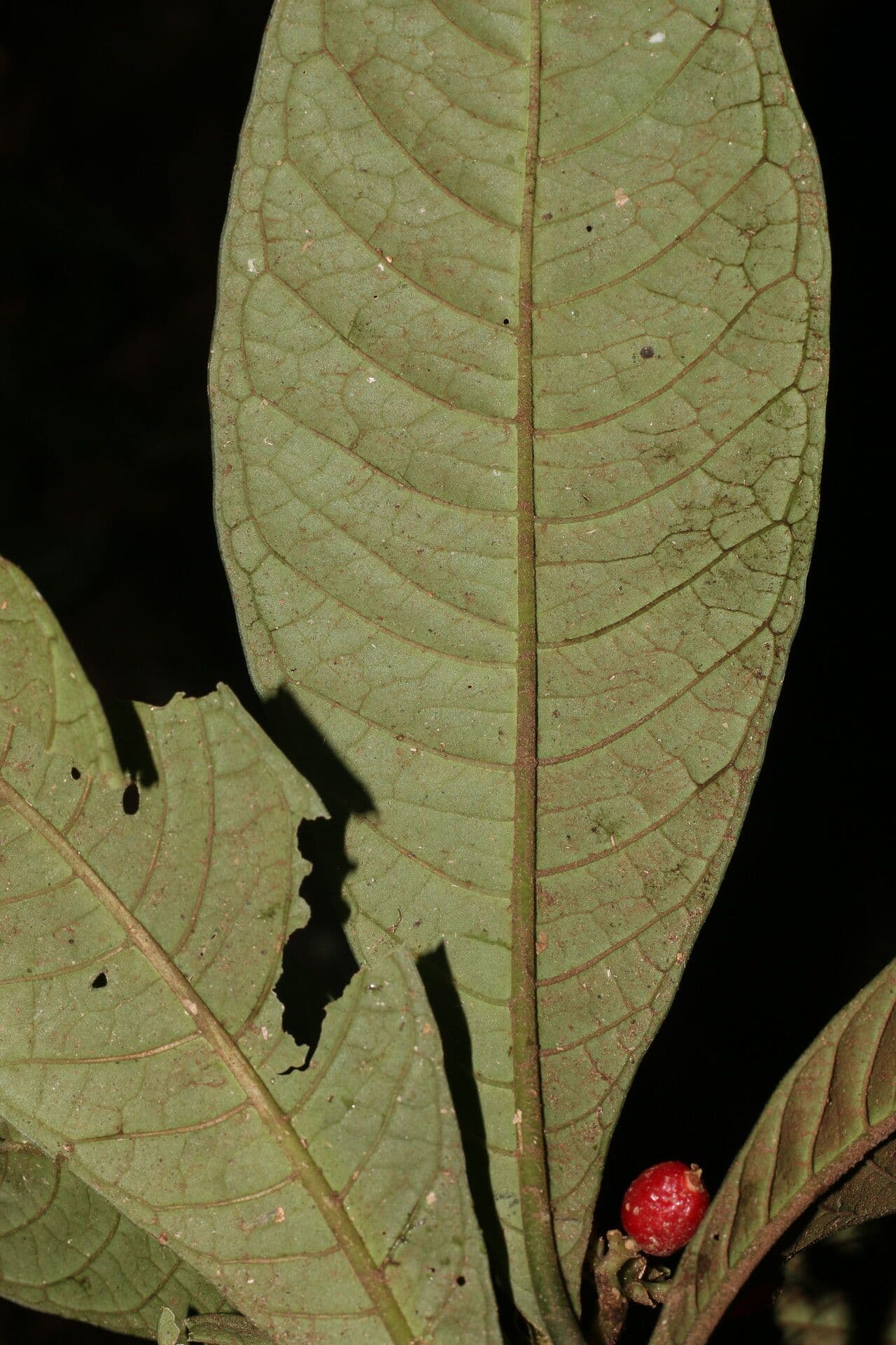 Psychotria 7
