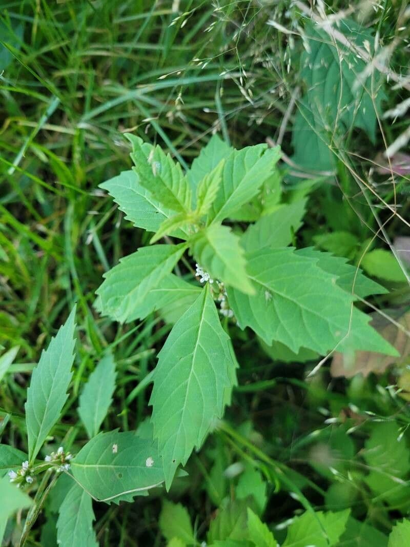 Lycopus uniflorus 16