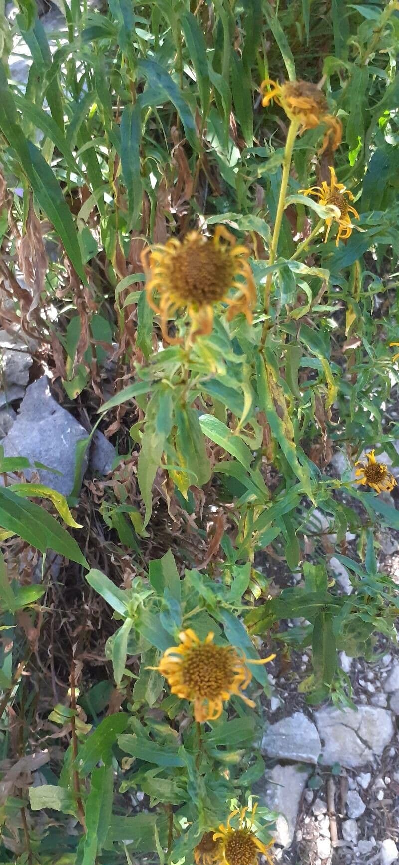 Occhio di bue 13