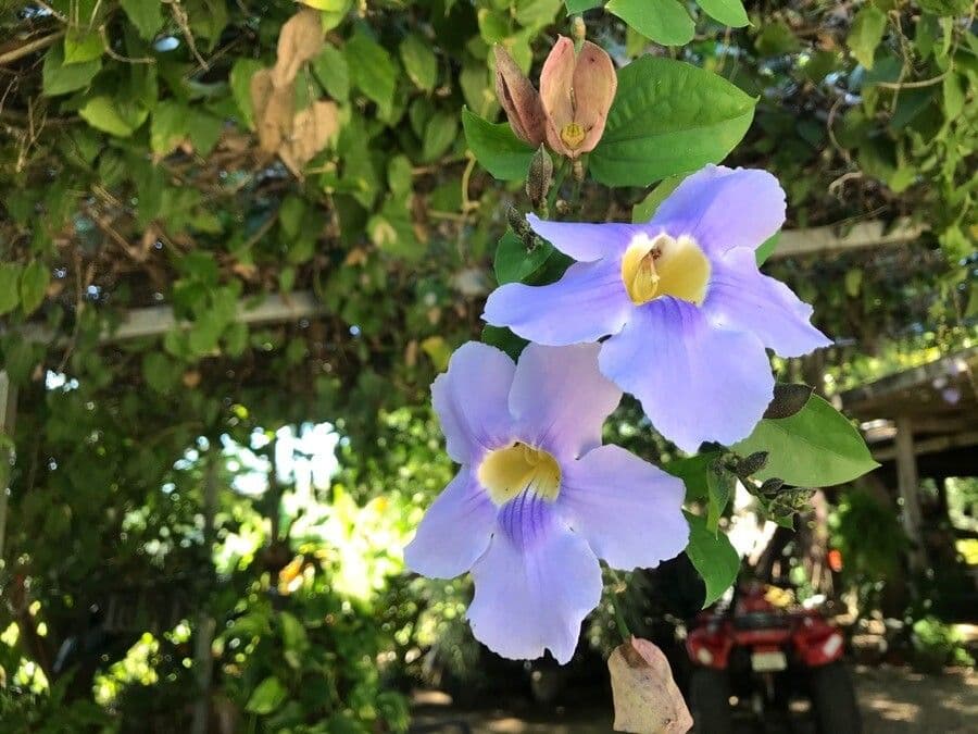 Thunbergia 5