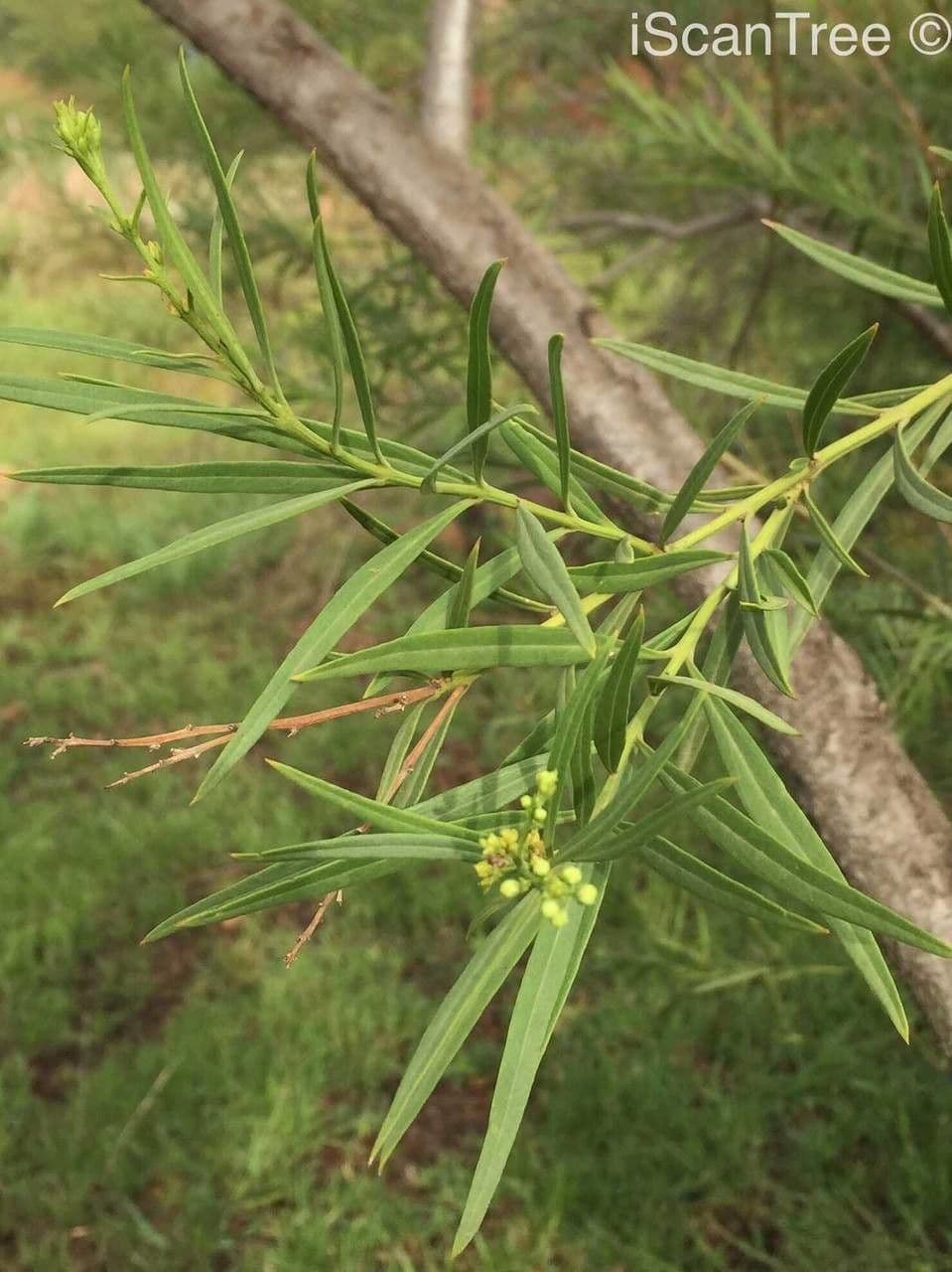 Freylinia 14