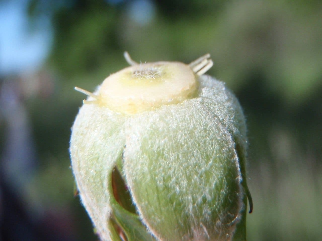 Rosa grigia 3