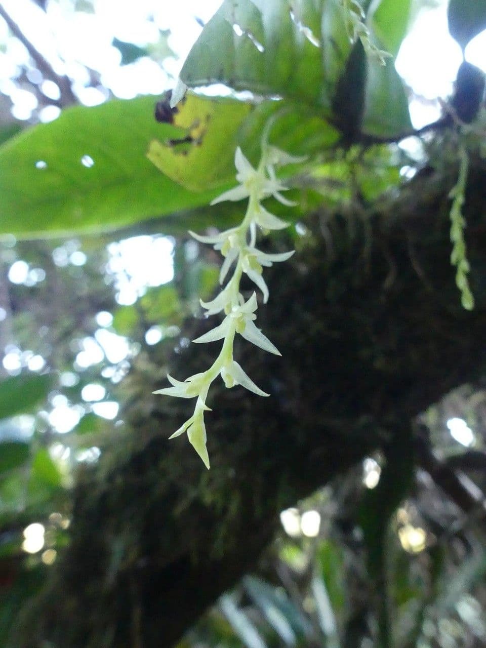 Bulbophyllum 8