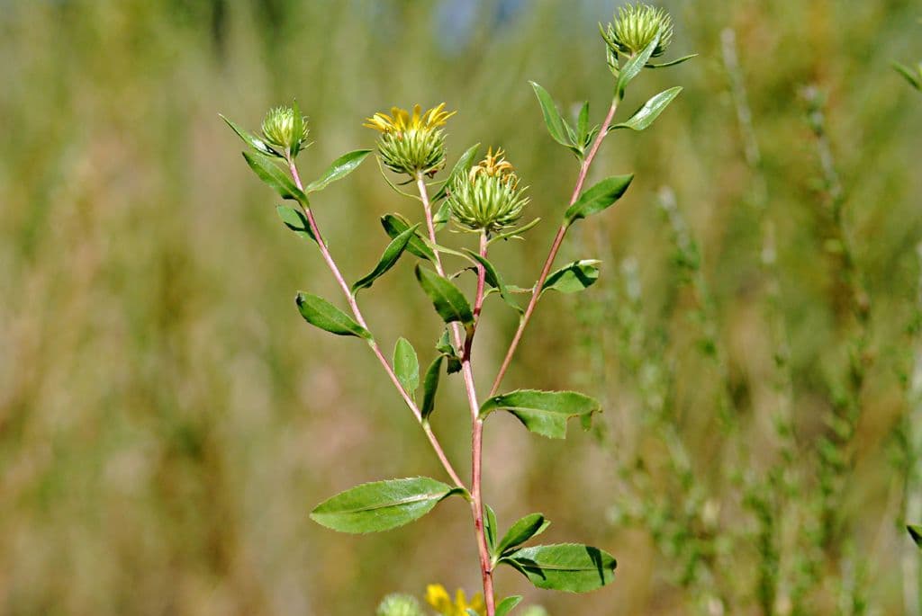 Grindelia 8