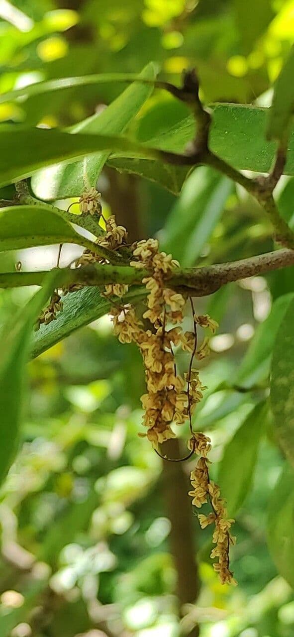 Sycopsis