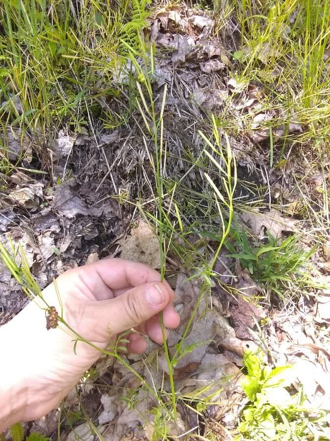 Amphiachyris dracunculoides 14