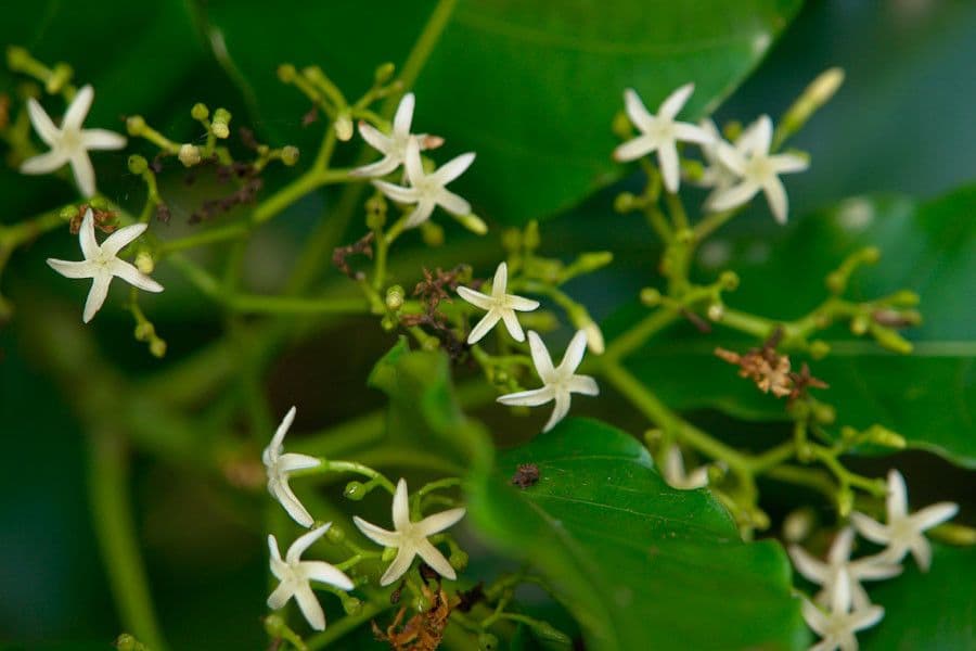 Alstonia 4