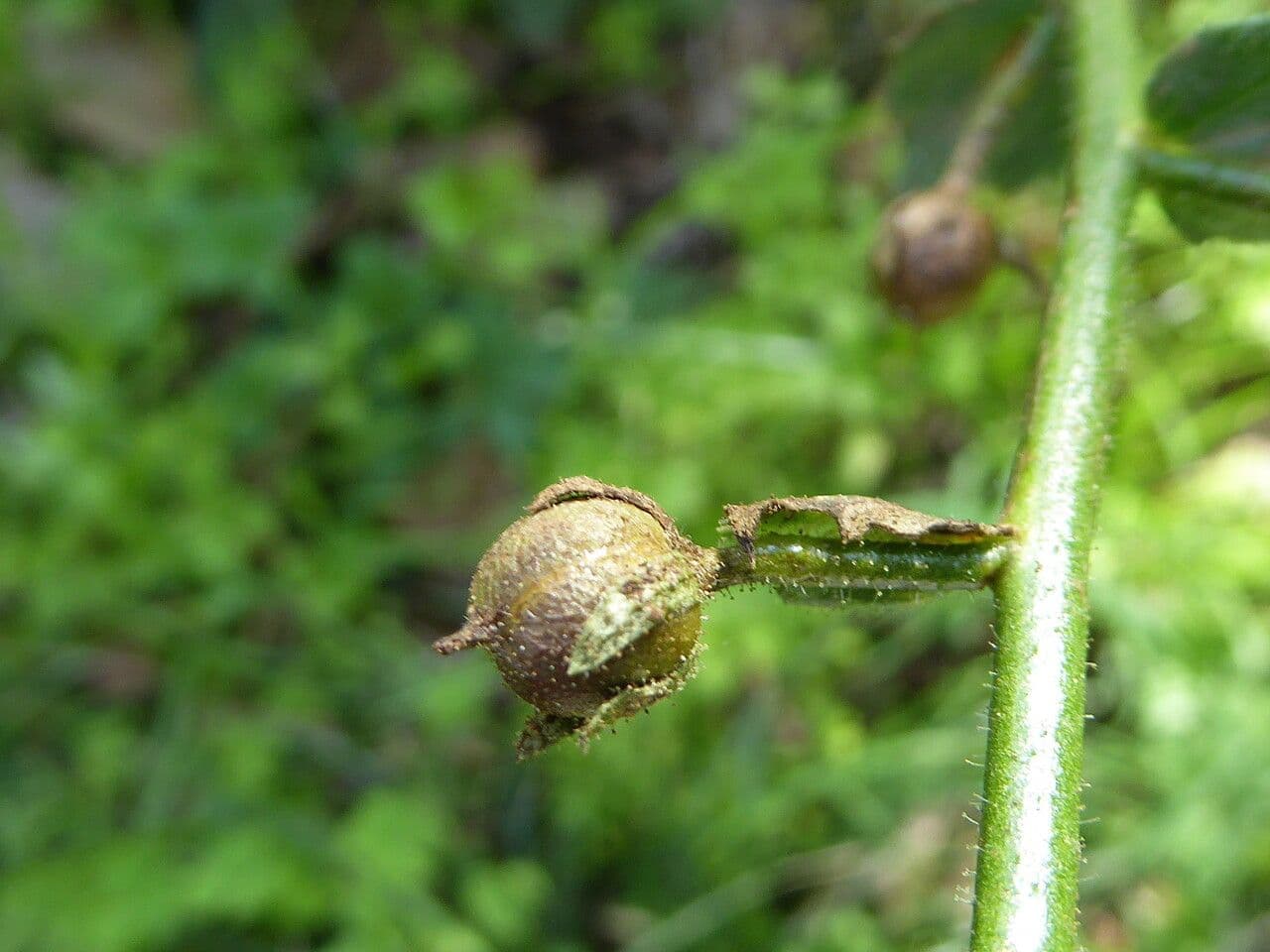 Verbasco blattaria 4