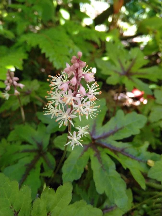 Schaumblüte 5
