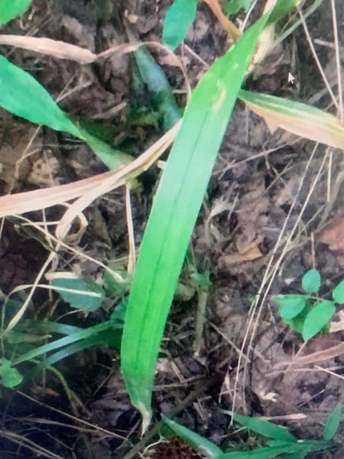 Cinna arundinacea 10
