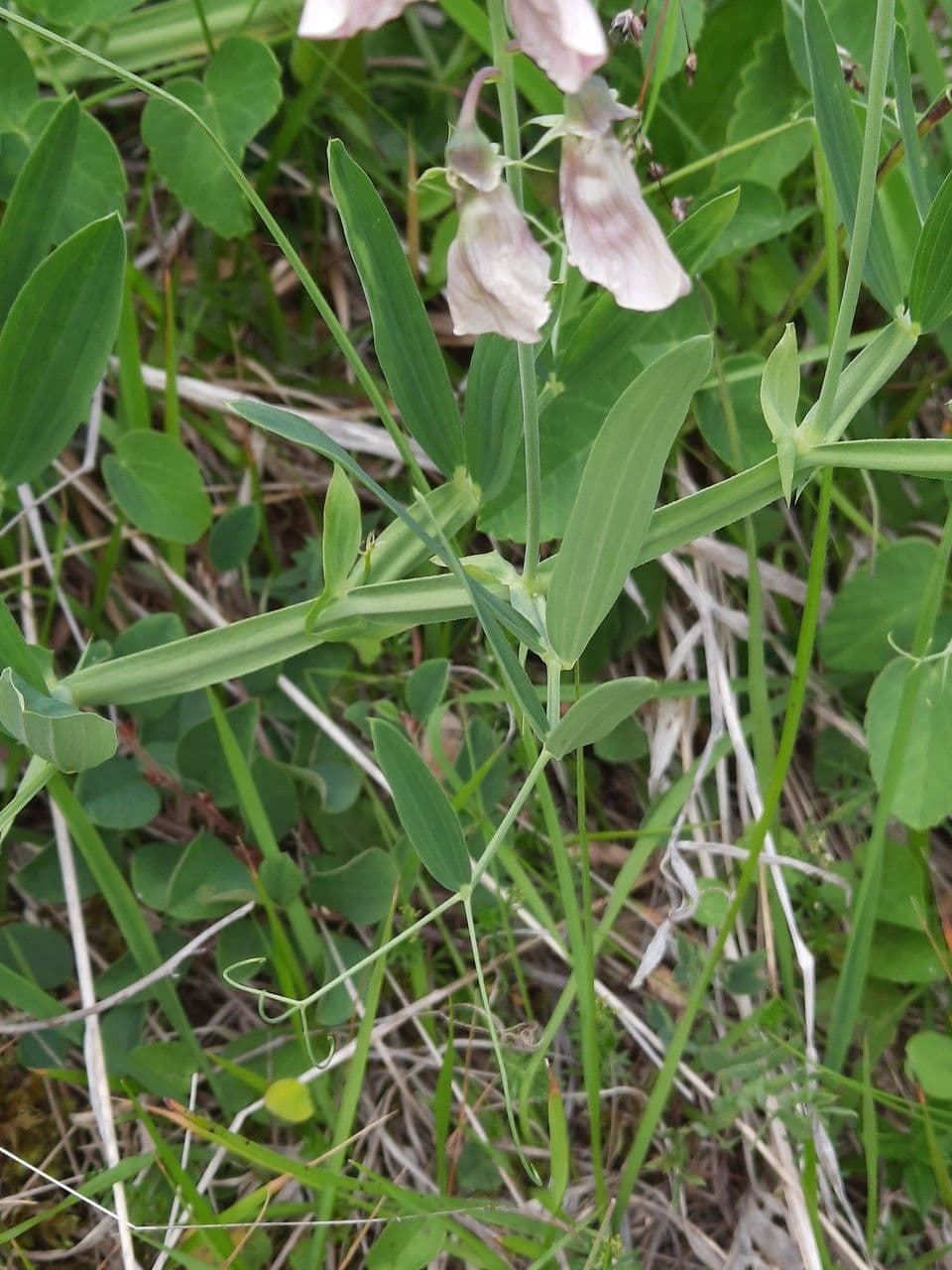 Wald-Platterbse 30