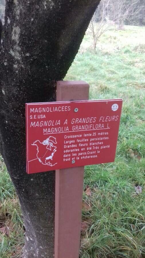 Magnolia grandiflora 28