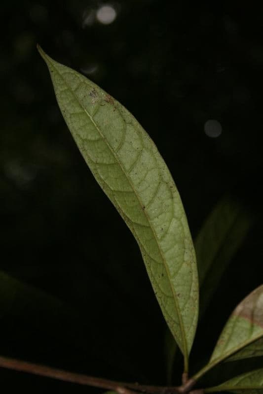 Aniba 5