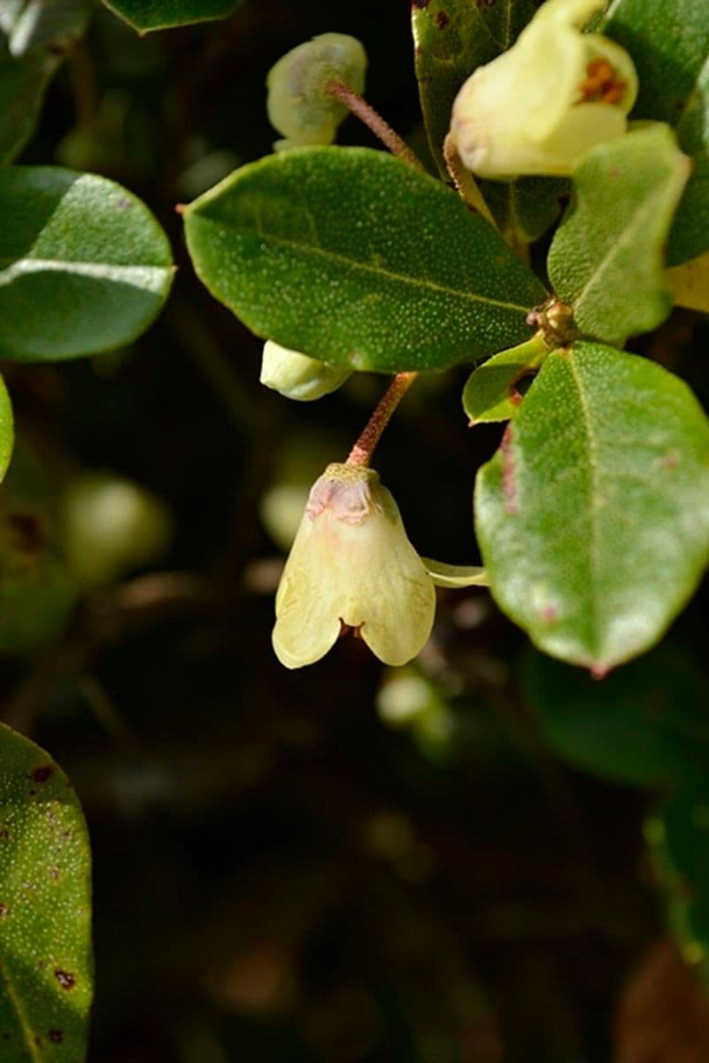 Rododendro de flor corta 2