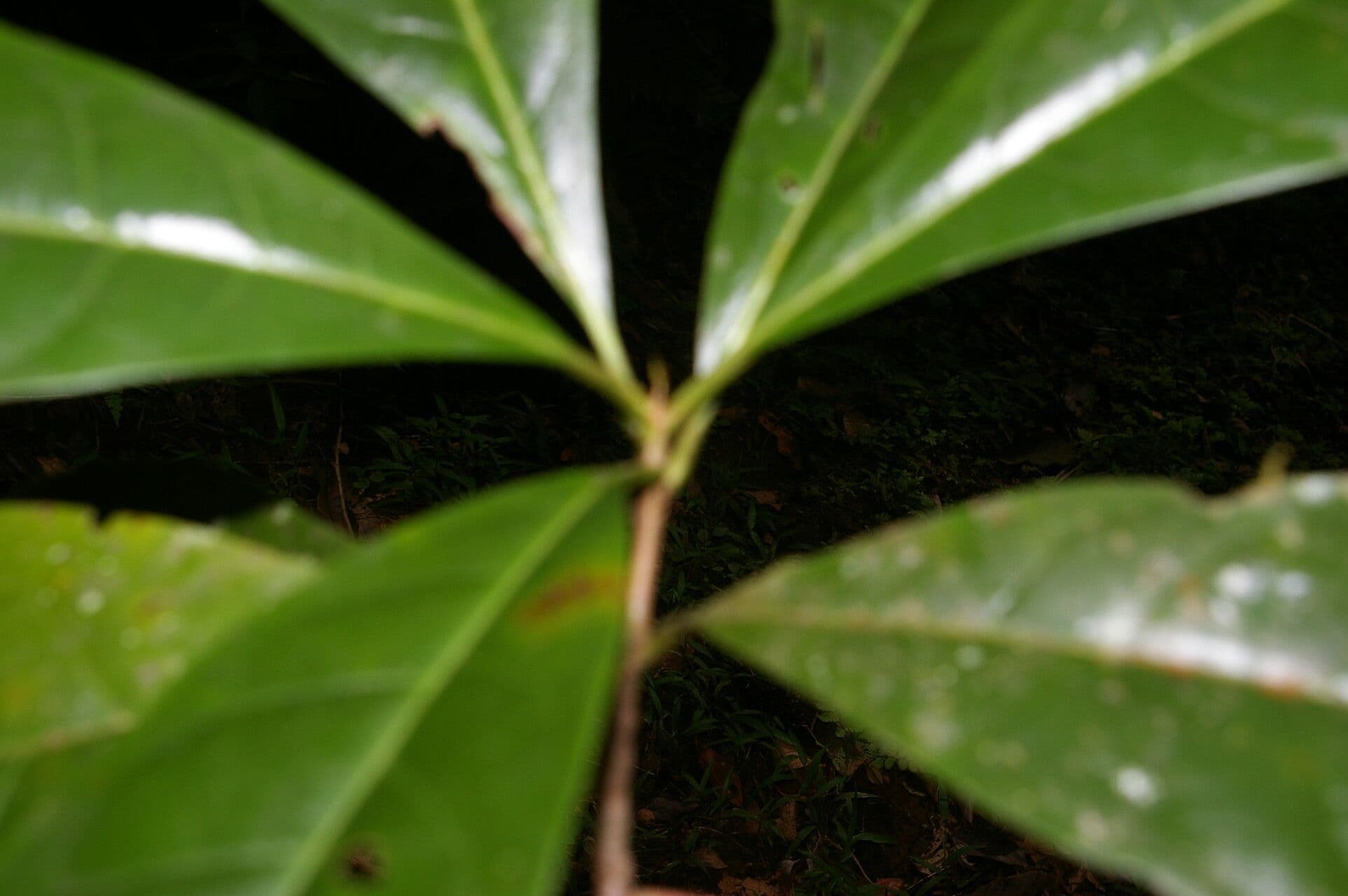 Richeria 2