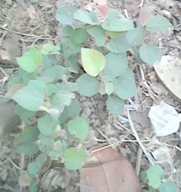 Flemingia faginea 5