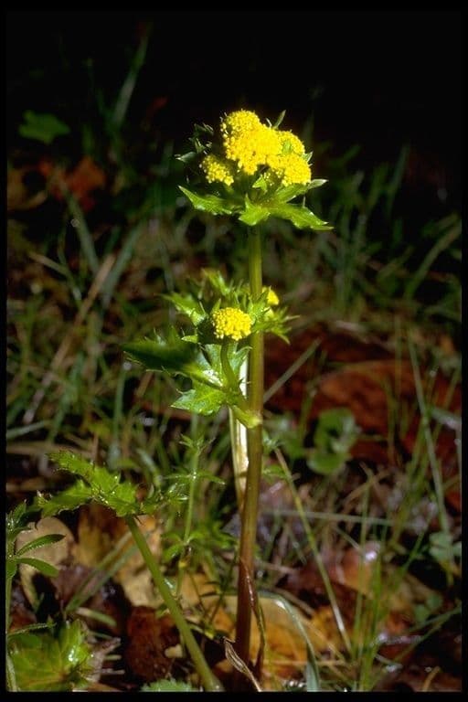 Sanicula 3