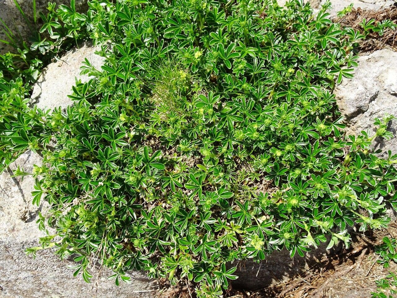 Erba stella 10