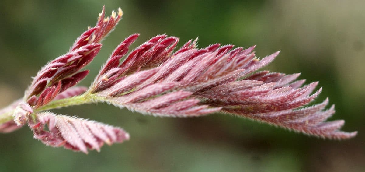 Lappola nodosa 19