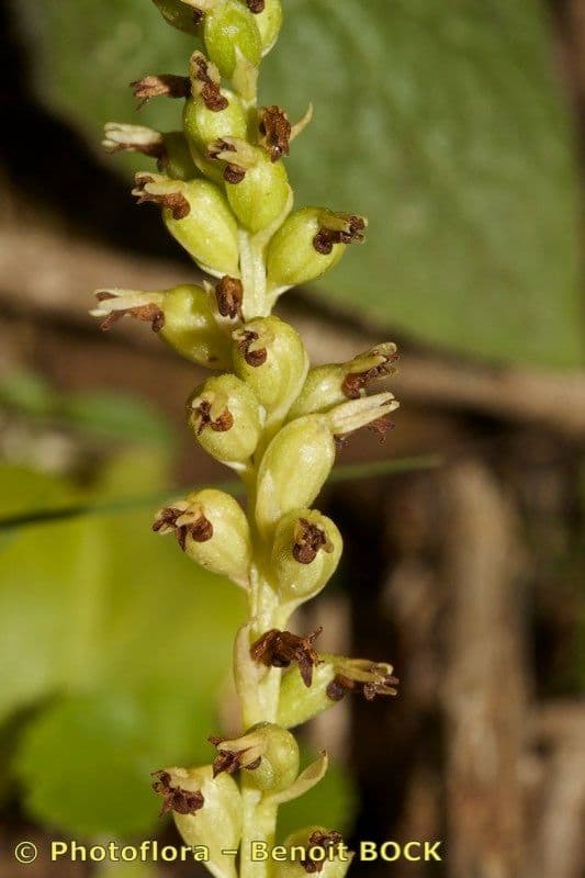 Gennaria diphylla 23