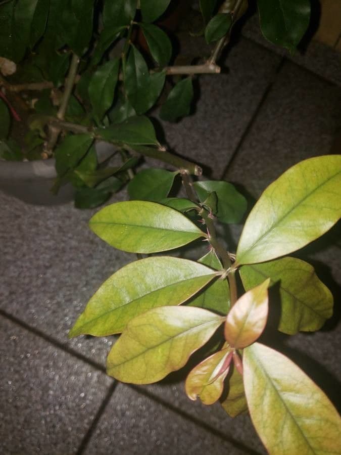 Pereskia 20