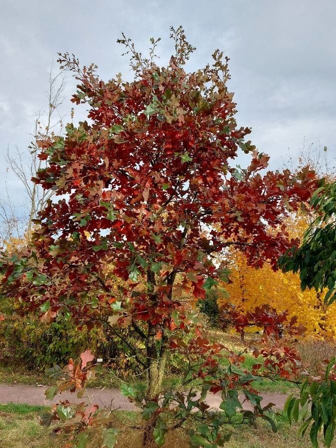 Roble estrellado 5