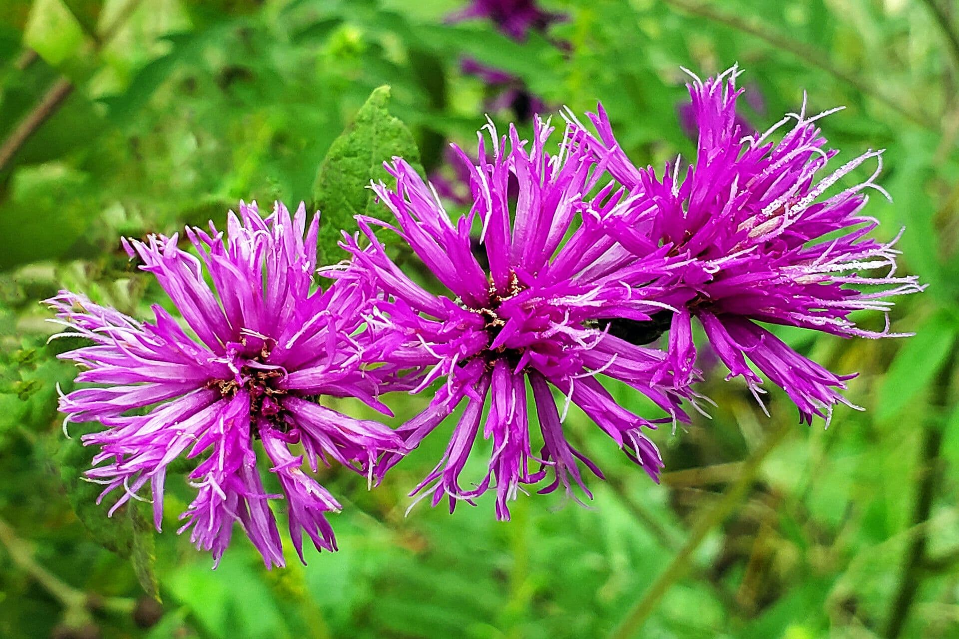 Vernonia 5