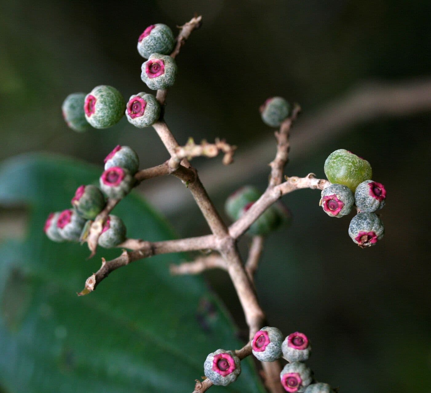 Miconia