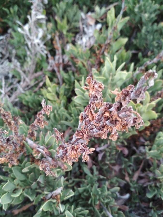 Limoniastrum monopetalum 3