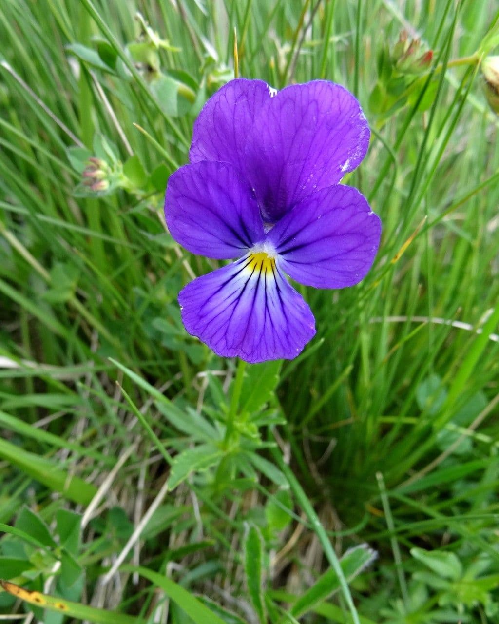 Viola gialla 9