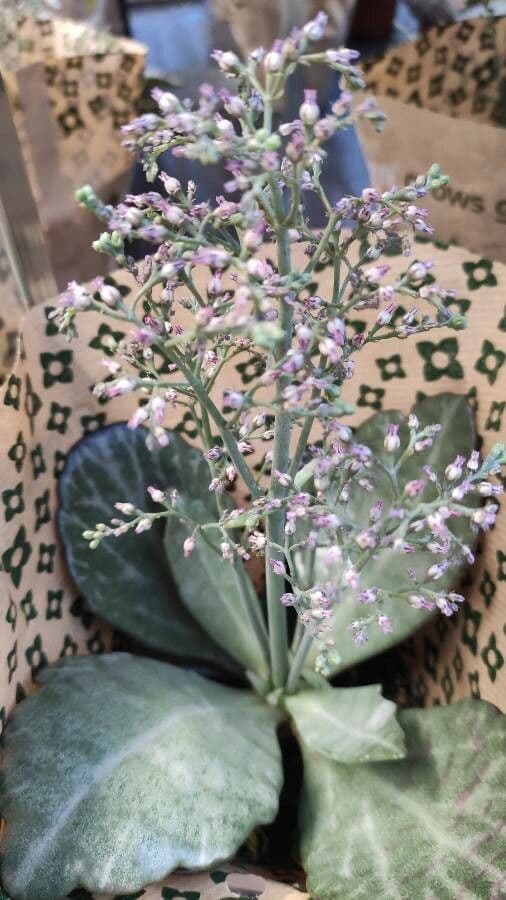Kalanchoe 9