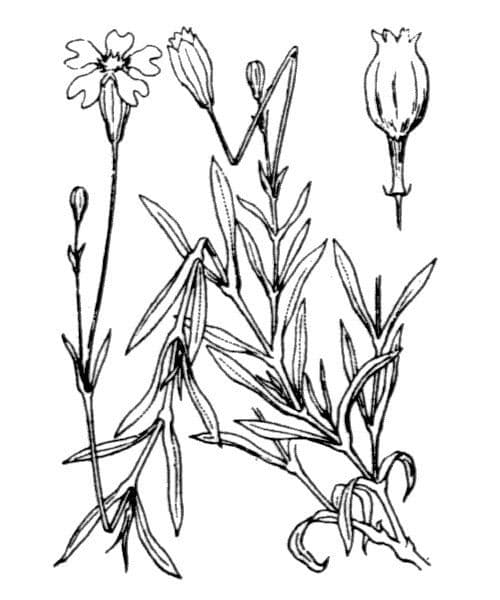 Silene saxifraga 24