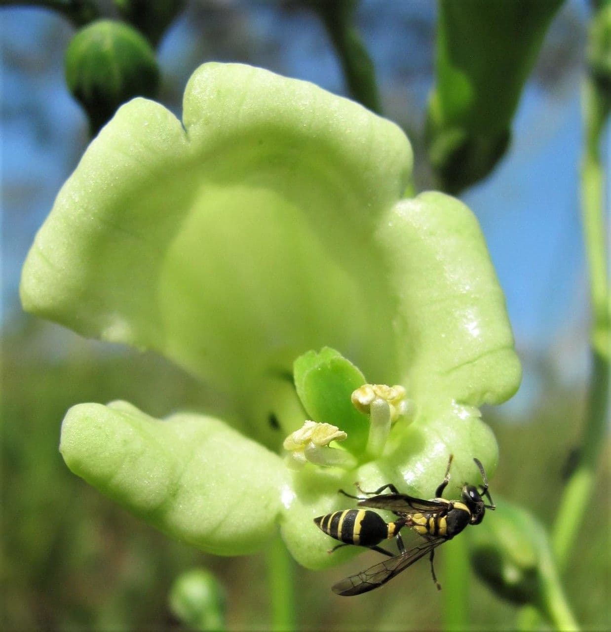 Chelonanthus alatus 8