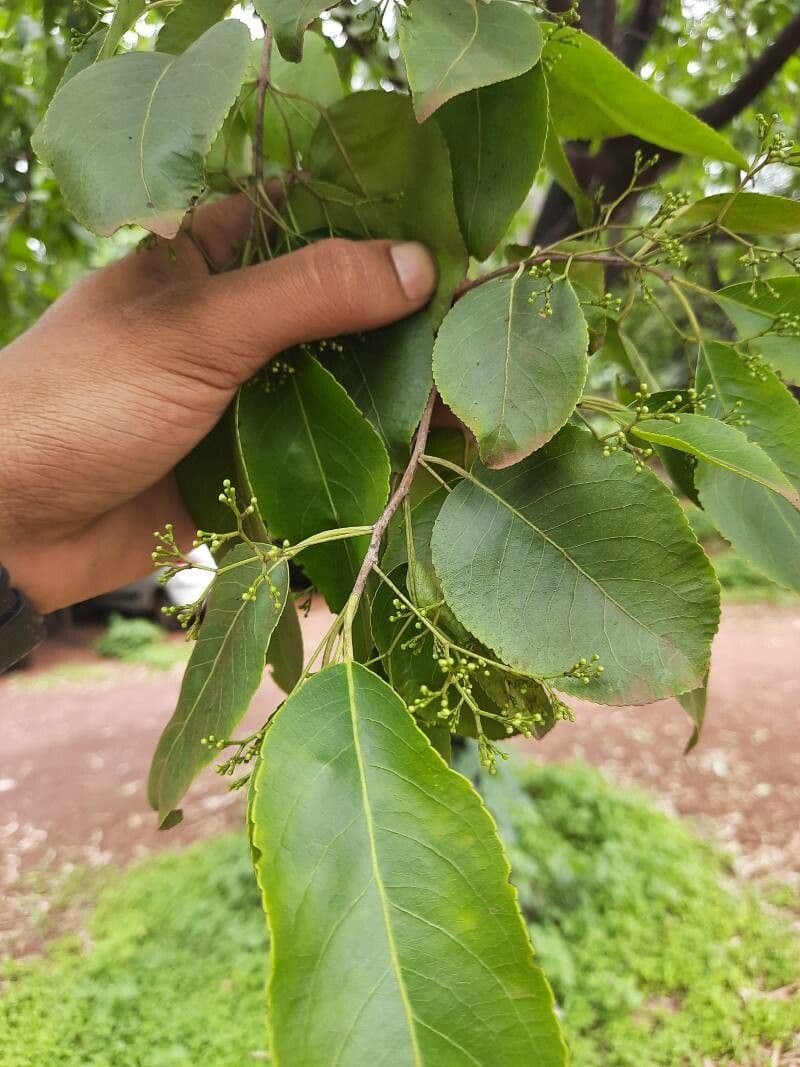 Ehretia acuminata 14