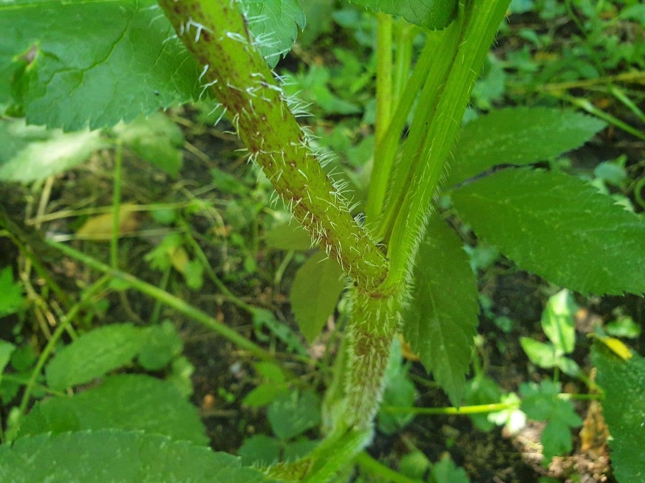 Cerfoglio aromatico 17