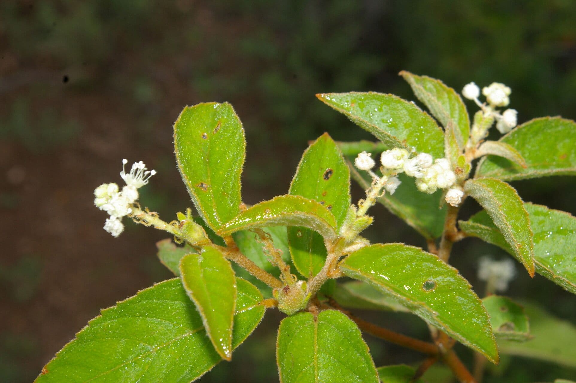 Croton 5