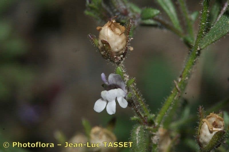 Linaria minore 24