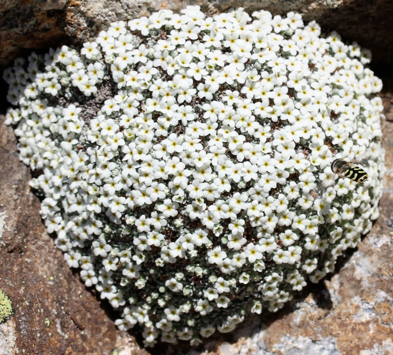 Schweizer Felsenblümchen 14
