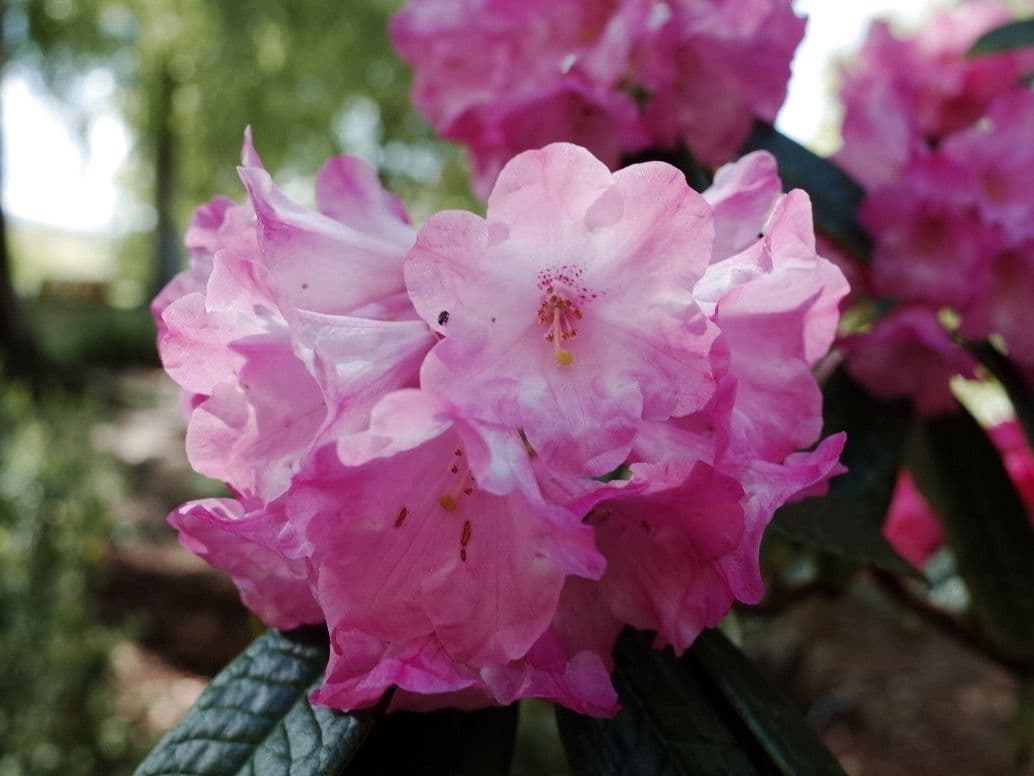 Rhododendron 5