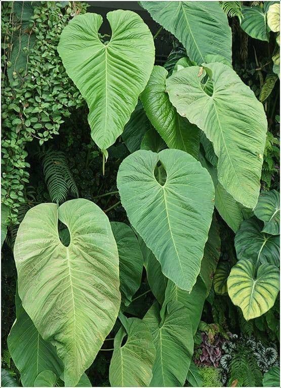Anturio 2