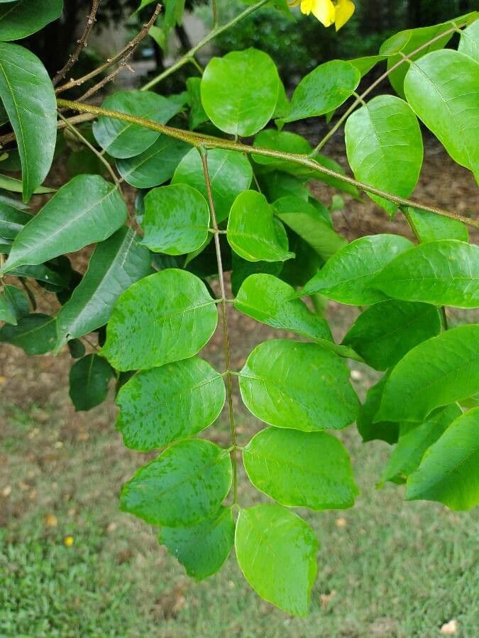 Cenostigma 9