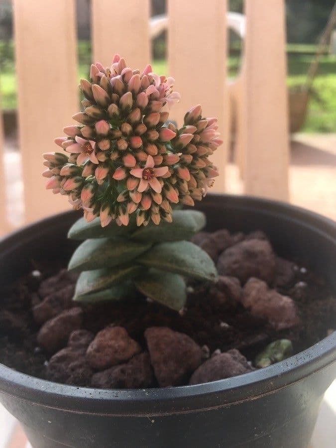 Crassula