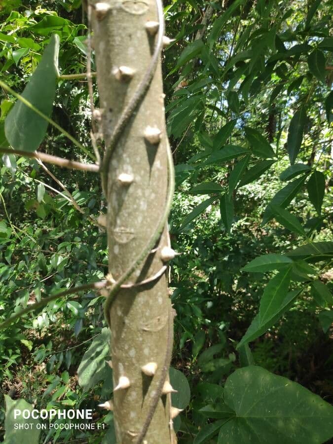Zanthoxylum 12